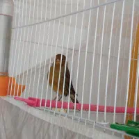 قناری نر مست خون|پرنده|گلمکان, |دیوار