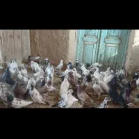 کبوتر اصیل