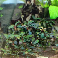 گیاه بوسفراندا آکواریوم|ماهی|تهران, کرمان|دیوار