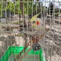 عروس هلندی|پرنده|شیراز, کودیان|دیوار