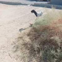 بز اوست فروشی ریگان|حیوانات مزرعه|بم, |دیوار