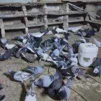 کبوتر رنگه آلمانی سار سرور ابلغ کله سینه