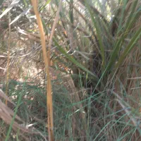 نهال برحی بزرگ ومتوسط|گل و گیاه طبیعی|آبادان, |دیوار