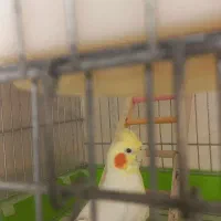 عروس هلندی سخن گو|پرنده|قزوین, |دیوار