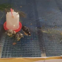 جوجه امروک|پرنده|روانسر, |دیوار