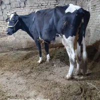 گاوهلشتاین لیبه