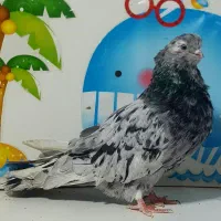 کبوتری قنار