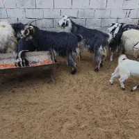 فروش بزترکی نازدار|حیوانات مزرعه|ارسنجان, |دیوار