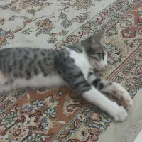 گربه ملوس|گربه|قم, شاه سید علی|دیوار