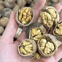 گردو خوش طعم تازه برداشت امسال شهر تویسرکان