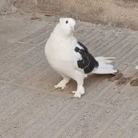 کفتر پشت دار سیاه ماده