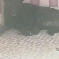 اصل