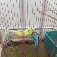 مرغ عشق|پرنده|قم, پردیسان|دیوار