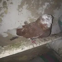 کبوتر پرشی سرور نوک جم|پرنده|گلستان (تهران), |دیوار