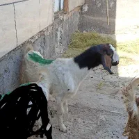 بز دندان سالم