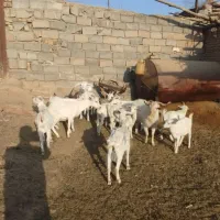 بز سانن و دوبر