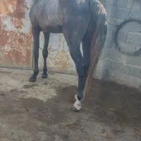 نریان شیش دانگ یورقه