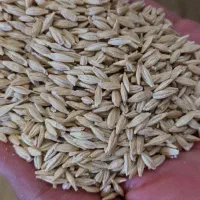 غلات کشاورزی جوو گندم