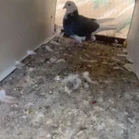 کفتر پرشی خیلی خوب|پرنده|بومهن, |دیوار