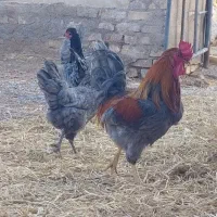 خانواده آیسبار