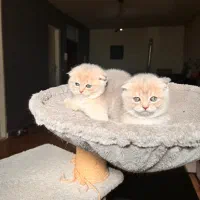 گربه اسکاتیش فولد بلو گلد