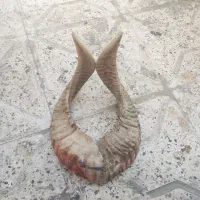 شاخ قوچ