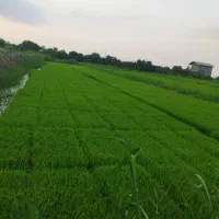 فروش انواع نشا شالی
