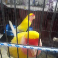 یک جفت طوطی برزیلی|پرنده|چهارباغ, |دیوار