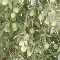 زیتون سبز