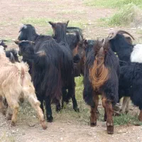 بره وبزوبزغاله پاژین|حیوانات مزرعه|قزوین, |دیوار