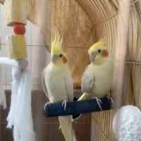 عروس هلندی درشت