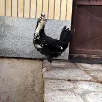 مرغ خروس گلین طوسی|حیوانات مزرعه|فولادشهر, زاینده رود|دیوار