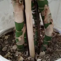 گل دیفن باخیا|گل و گیاه طبیعی|ایوان, |دیوار