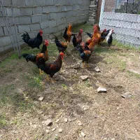 ۱۴ عدد خروس  ۶ ماهه  فروشی