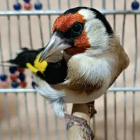 سهره سرسیاه وحش ورام عطیقه|پرنده|شیراز, تندگویان|دیوار