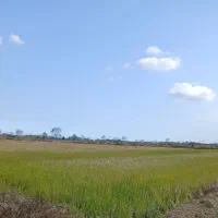 شالیزار استخر زربیجار