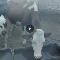 فروش گاوباگوساله نر