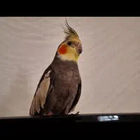 عروس گمشده حوالی کوچه باغ و قطران