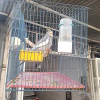 طوطی برزیلی