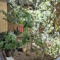 ویلایی دربست۲۰۰ متری اندیشه ۱۹ با دو صحن حیاط مجزا|اجارهٔ خانه و ویلا|مشهد, شهرک رازی (شهرک غرب)|دیوار