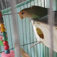 طوطی برزیلی جفت|پرنده|فردیس, شهرک ارم|دیوار