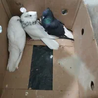 کبوتر تهرانی پرشی و نقش|پرنده|خمینیشهر, |دیوار