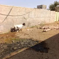 بز گوسفند|حیوانات مزرعه|بندر ماهشهر, |دیوار