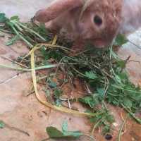 خرگوش بزرگ نر وماده لوپ اصیل و بسیار اهلی وباهوش|موش و خرگوش|دزفول, |دیوار