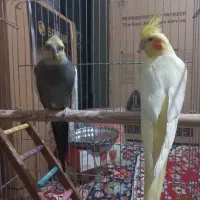 یک جفت عروس هلندی مولد بفروش می رسد|پرنده|نورآباد, |دیوار