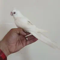 جوجه عروس هلندی آلبینو