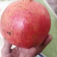 انار صادراتی درشت وآبدار درجه یک
