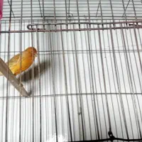 فروش قناری اوپال نر مست|پرنده|اندیمشک, |دیوار