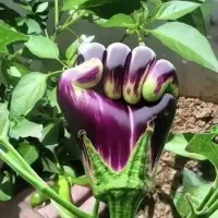 بتال دست با پا جا مندازه