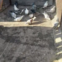 کبوتر گرفتنی|پرنده|سمنان, |دیوار